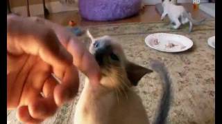 Сиамская кошка