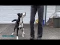 22 Rear End Awareness Exercises for Dogs in Agility, Freestyle, Rally Obedience etc.