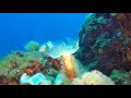 Parco Nazionale del Circeo - Meraviglie subacquee, clicca per Dettaglio