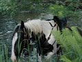 Horse and Rider have Fun in the River