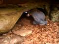 Hosack's Cave Expedition 2 19 2009 006