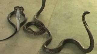 Angry man unleashes snakes in Indian tax office