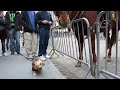 Adorable Dog (Frenchie!) Plays with NYPD Police Horse on Wall Street