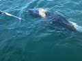 big alaska halibut fishing alaskan homer, ninilchik's finest charter!