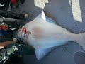big alaska halibut fishing alaskan homer, ninilchik's finest charter!