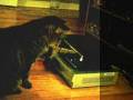 Cat and PS3 Cat and PS3