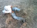 Redneck riding mini horse