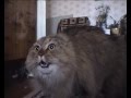 Кот ошеломлен Cat stunned