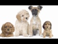 MUSICAL ANIMALS - Funny Dogs - learn - baby - sounds - entertainment - teach your child
