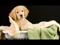 MUSICAL ANIMALS - Funny Dogs - learn - baby - sounds - entertainment - teach your child