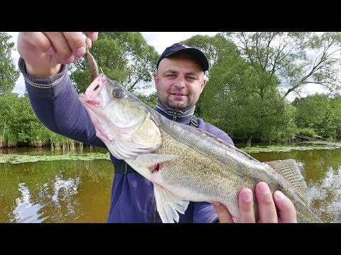 видео ловля судака летом на реке видео ловля судака летом на реке