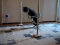 Bengal Cat Agility