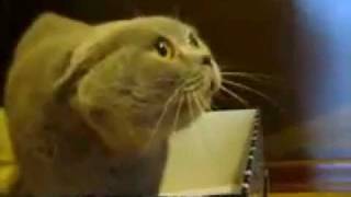 КотЭ :DD