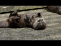 An otter plays with a rock