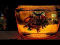 Kylesa - Low Tide
