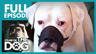 The Aggressive American Bulldog: Jed | Full Episode | It&#39;s Me or the Dog