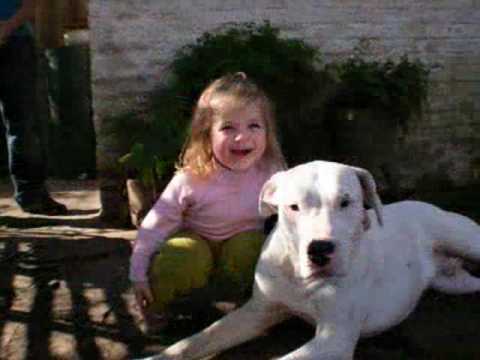 Dogo+argentino+mix