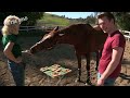 Smartest Horse In The World?! // On The Road (Ep32)
