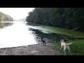labbies playing at the lake