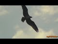 Birds at Sunset: Great Blue Heron, Cormorant, Ospreys ~ Fix