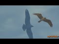Birds at Sunset: Great Blue Heron, Cormorant, Ospreys ~ Fix