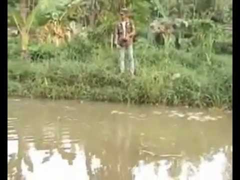 Cara Budidaya Ikan Bawal | Ternak Ikan Bawal.mp4