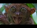 True Facts About The Tarsier