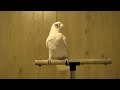Frostie Dancing To Whip Your Hair