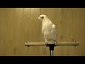 Frostie Dancing To Whip Your Hair