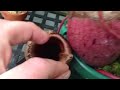 FROG EATEN ALIVE Carnivorous Nepenthes Pitcher Plant ate my frog