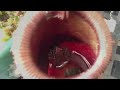 FROG EATEN ALIVE Carnivorous Nepenthes Pitcher Plant ate my frog