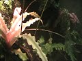 Pijlgifkikker Epipedobates tricolor in actie.