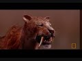 Smilodon Vs dire wolf Vs Arctodus