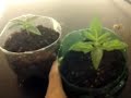 GReen Thumb Bandits marijuana grow room week 1
