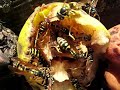 Drunken Wasps 2 - Пьяные Осы 2 - 醉黃蜂2 - Drunken Wespen 2