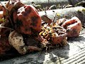 Drunken Wasps 2 - Пьяные Осы 2 - 醉黃蜂2 - Drunken Wespen 2