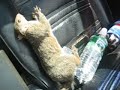 Highway Squirrel