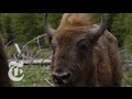 Bringing Back Europe's Bison - The New York Times