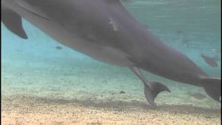 earth tip | Incredible Dolphin Birth Incredible Dolphin Birth