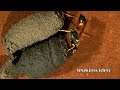 Big Spider Killer Count The Dead Spiders The Perfect Spider Control LEOKIMVIDEO