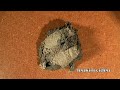 Big Spider Killer Count The Dead Spiders The Perfect Spider Control LEOKIMVIDEO