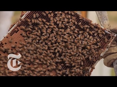 A Disastrous Year for Bees: 'We Can't Keep Them Alive' 6rEDtwi2FoM