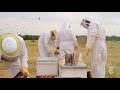 A Disastrous Year for Bees: 'We Can't Keep Them Alive'