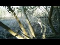 il capriolo delle Bine