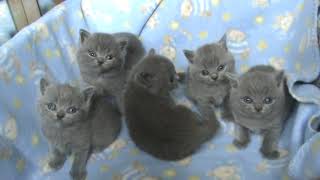 Милые британские котята. П-к SILVERY SNOW. Возраст 4 недели