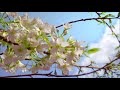 ► Planet Earth: Amazing nature scenery (1080p HD)