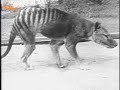 Last Tasmanian Tiger, Thylacine, 1933