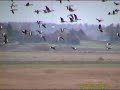 GRÅGÅS Greylag Goose (Anser anser) Klipp - 447