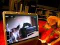 Bella watches two talking dogs argue and goes crazy !!!