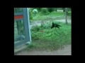 videos chistosos mono vs perro